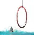 Dolphin Jumping