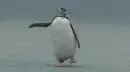 Pop & Lock Penquin