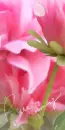 LOVE IS BLOOMING