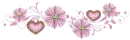 Pink Flowers divider