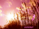 summer is here 