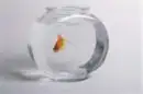 Goldfish