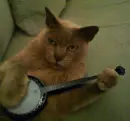 Cat playing  banjo