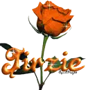 orange rose jirzie