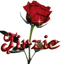 red rose jirzie