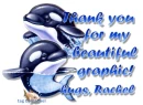orca whales 