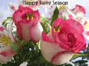 Happy Rainy Season