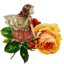 Yellow rose Fairy