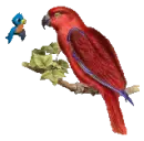 Birdie Friends