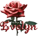 dark red rose evelyn