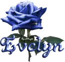 dark blue rose evelyn