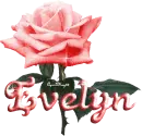red rose evelyn