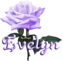 purple rose evelyn