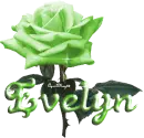 green rose evelyn