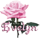 pink rose evelyn