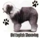 Old English Sheepdog