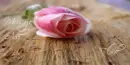 pink rose
