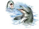 Dolphin Play