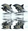 3 Dolphins