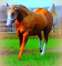 palomino horse