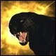 blackpanther