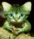 FROGGY CAT