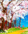 cherry blossoms