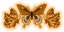 Orange Butterflies