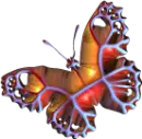 Orange Butterfly