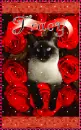 tracy cat