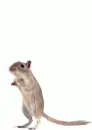 Mouse & metronome