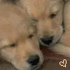 its all puppy love