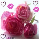 rose 