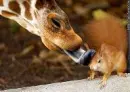 Giraffe licking squirrel