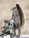 squirrel 