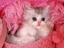 cute kitten