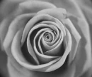 white rose