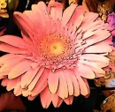 pink flower