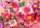 Beautiful Wildflowers