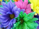 Colorful Wildflowers