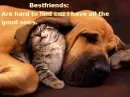 Dog and cat