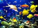 Fish Tank