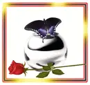 Batterfly