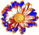 Collor
