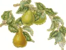 Fruits