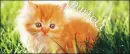 Purfect