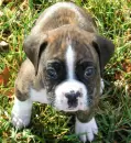 boxer