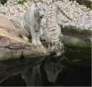 tigers drinking water