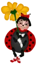 ladybug