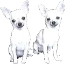 two dogs